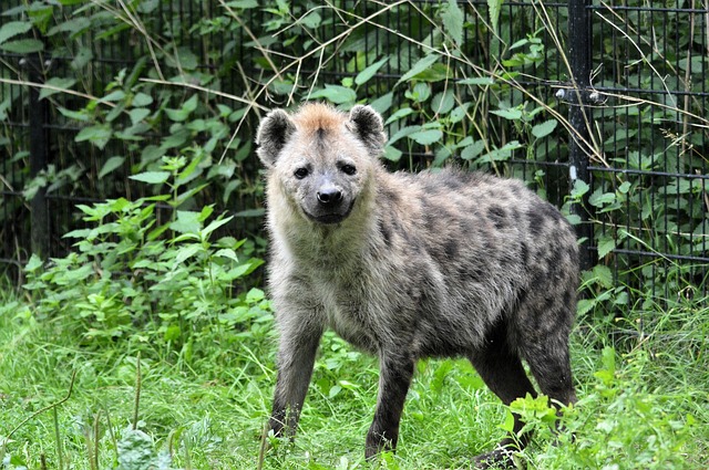 hyena-315125_640