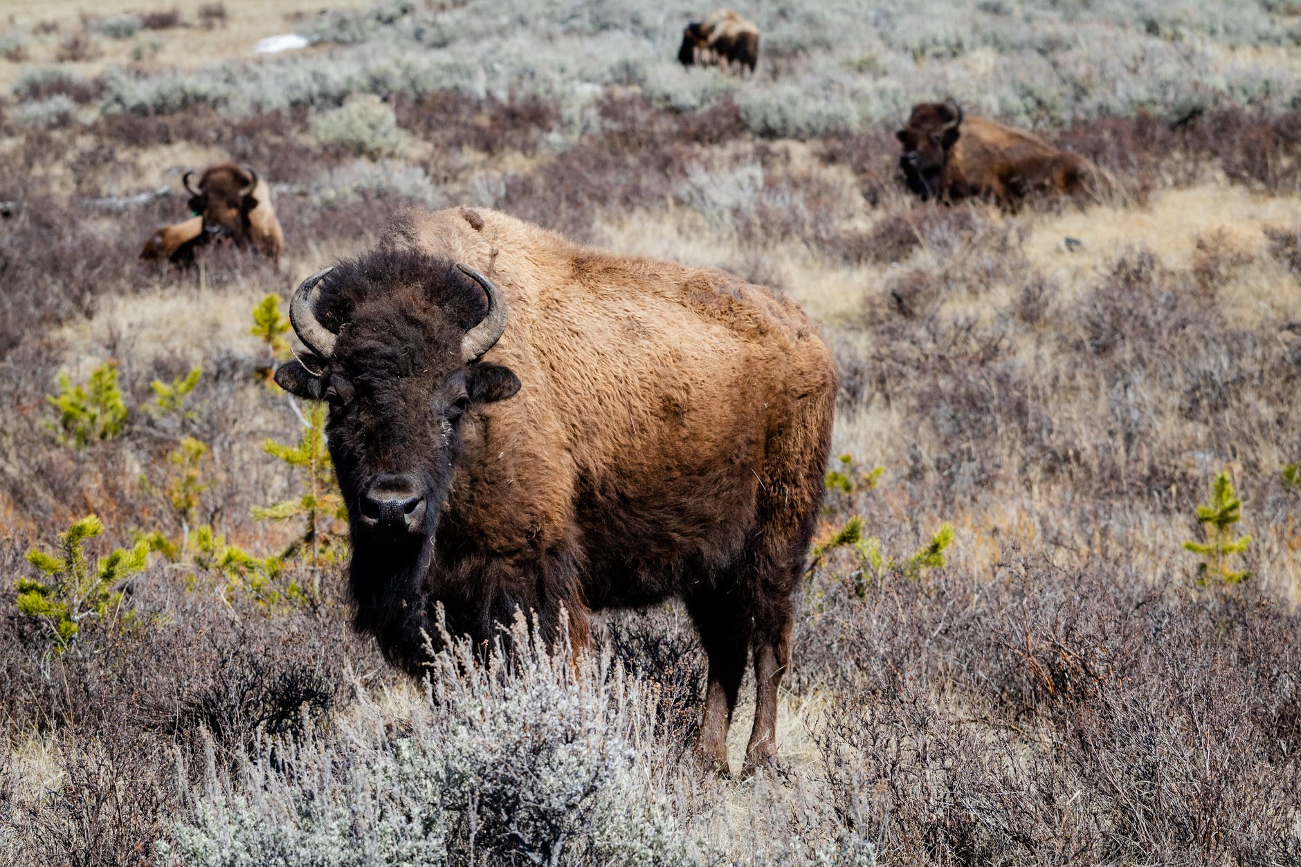 brown bison
