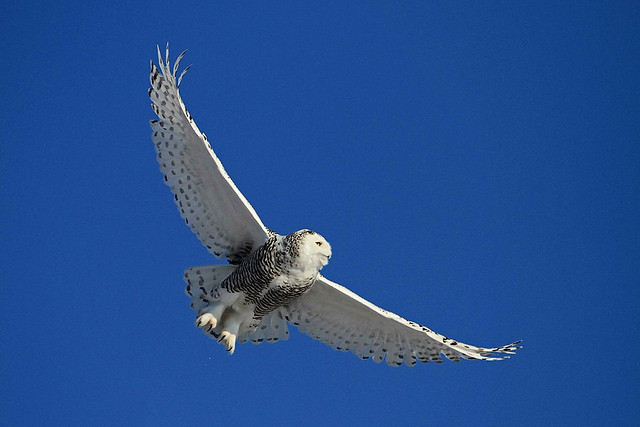 Snowy Owl at Hamden Slough National Wildlife Refuge Lee Kensinger
